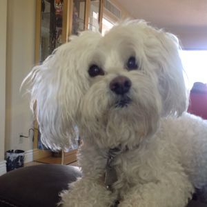 Meet your Posher, Ofelia